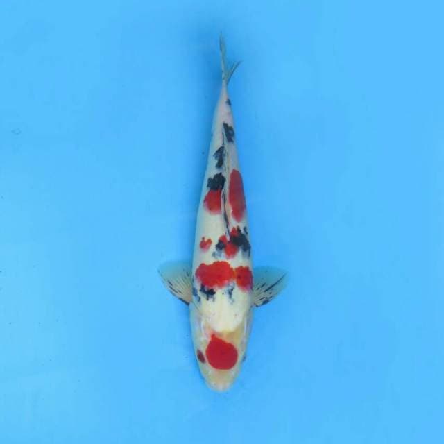 Maruten sanke 32cm