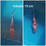 Good Kohaku