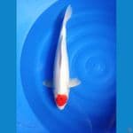 tancho 58 cm hott lokal rasa import 