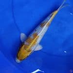 30cm, Hariwake hikari 