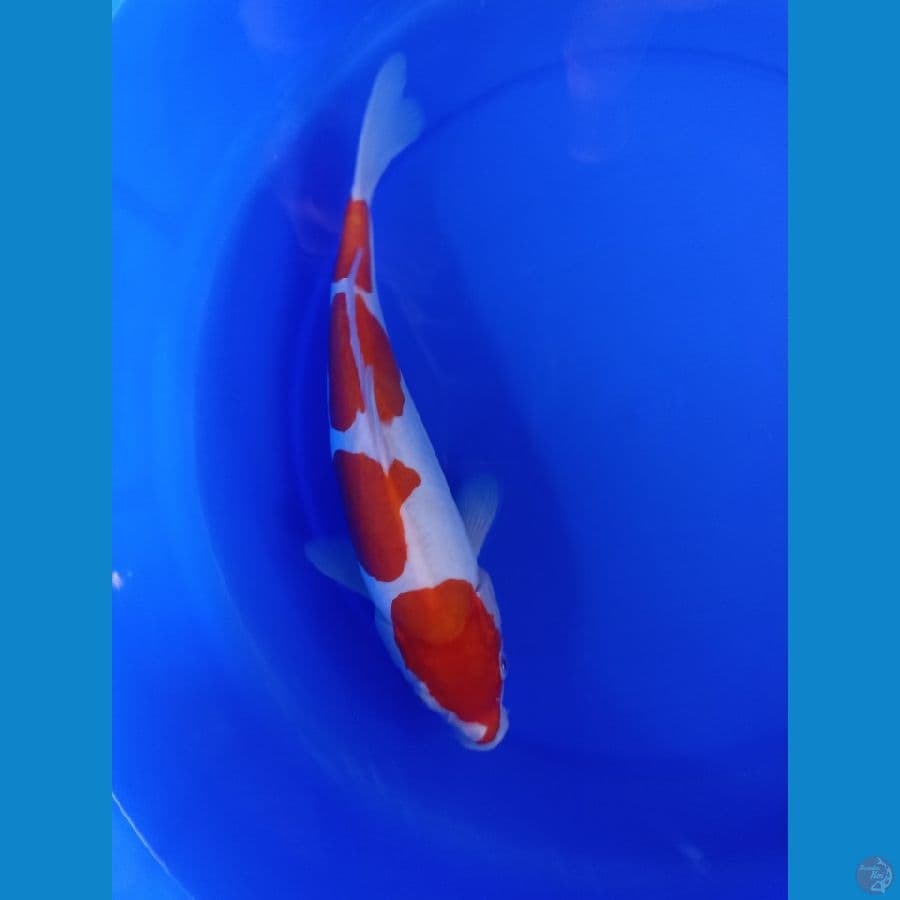Kohaku doitsu murni