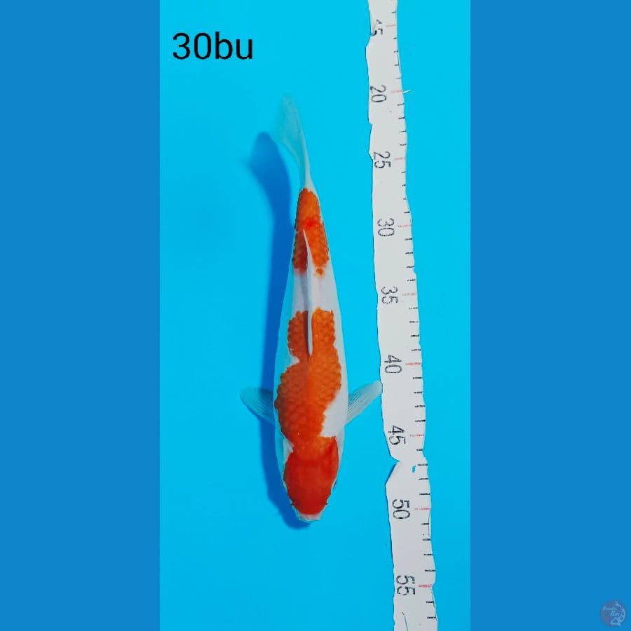 KOHAKU 30 BU