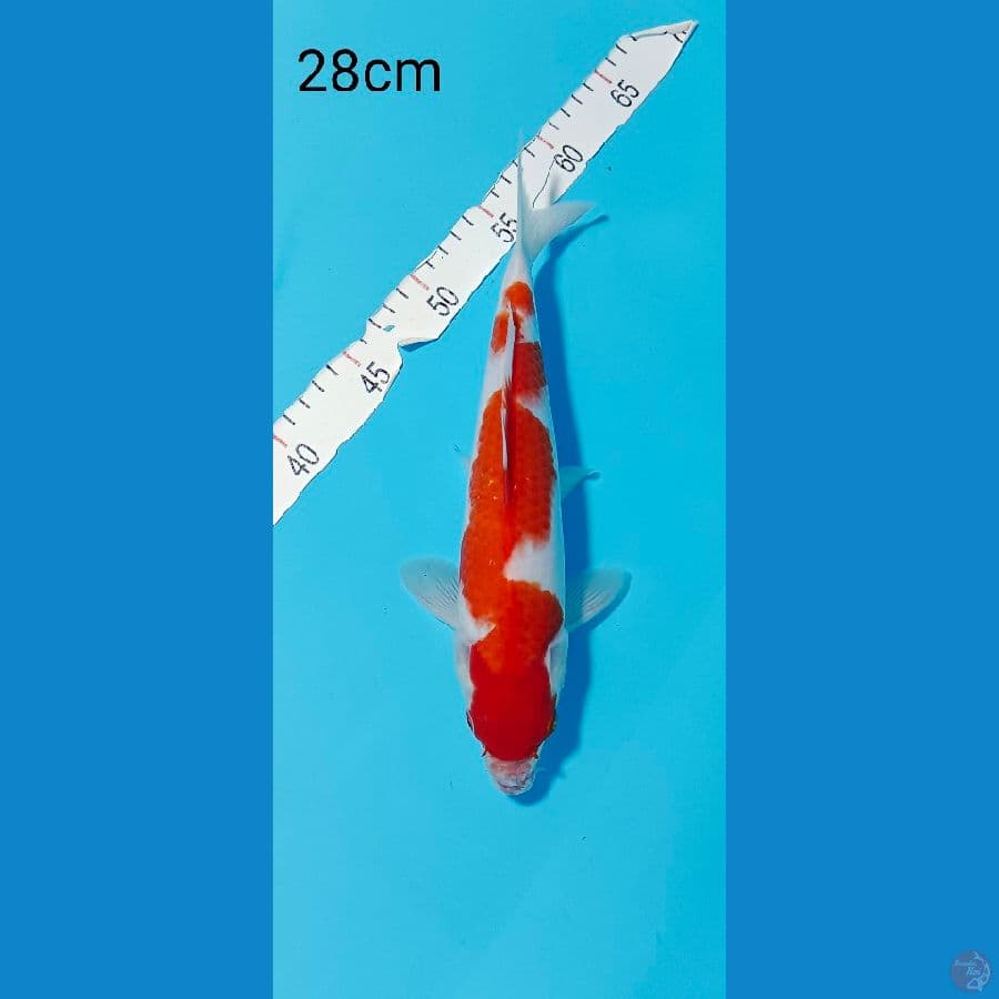 KOHAKU 28 CM 