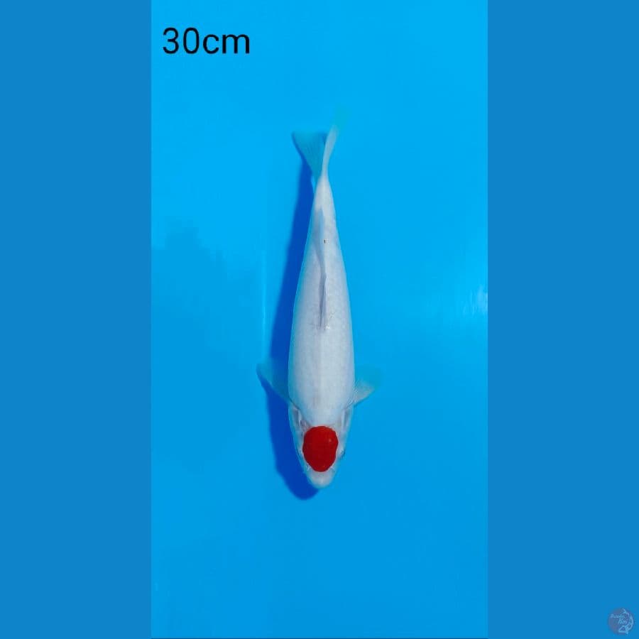 TANCO KOHAKU 30 CM