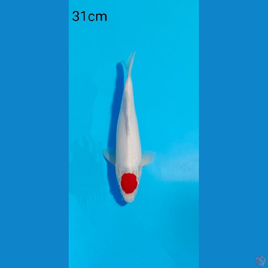TANCO KOHAKU 31 CM 