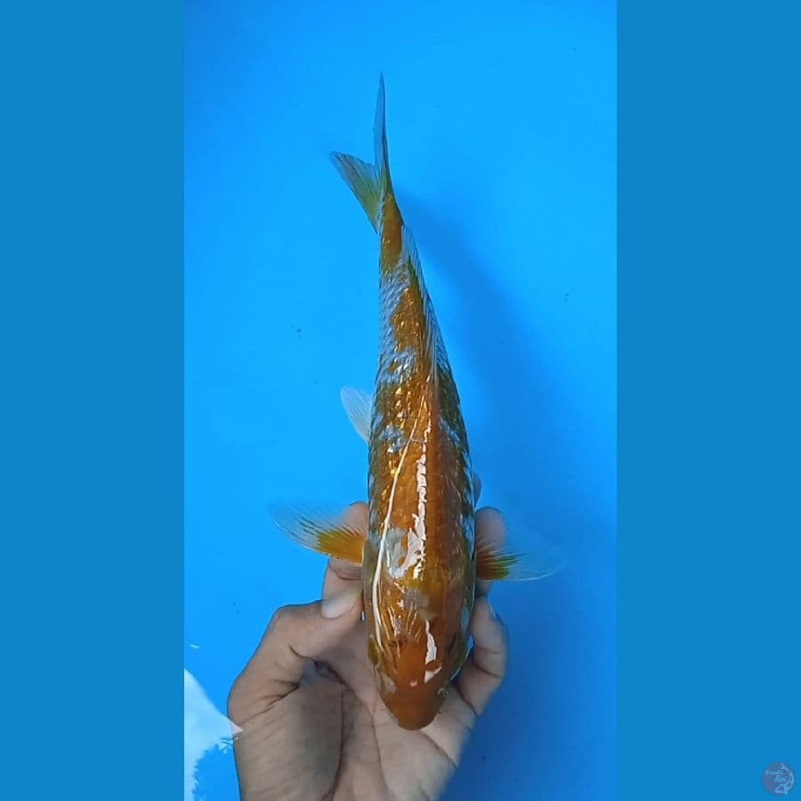 ochiba gindrin size : 29 cm jantan
