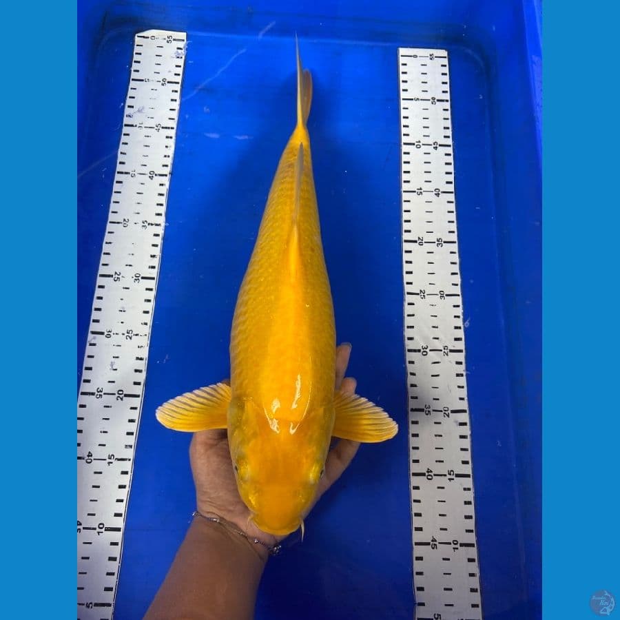 karasi punuk mm 41