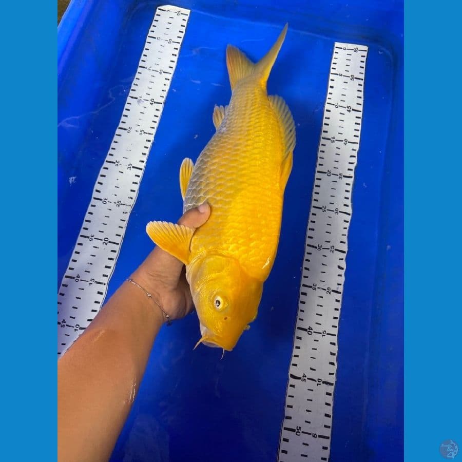 karasi punuk mm 41