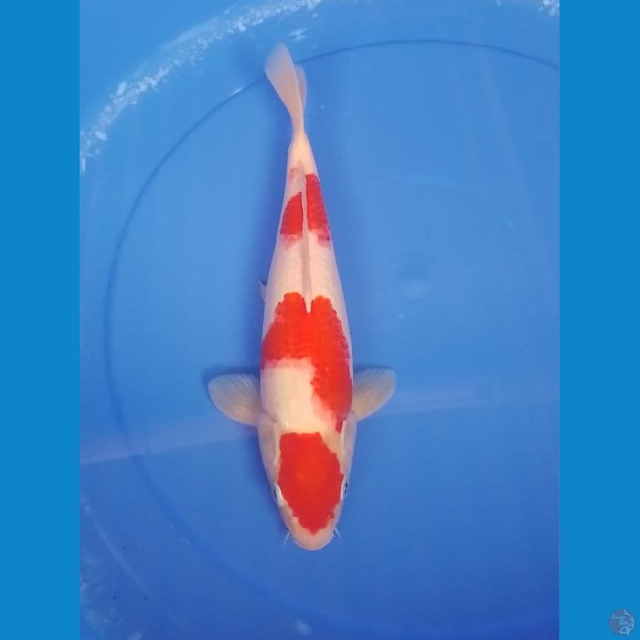 kohaku 32cm/female