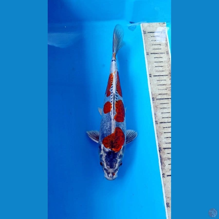 Kiko 27cm