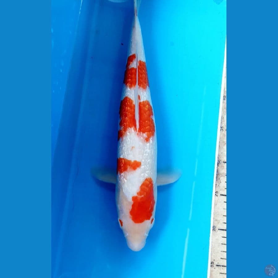 Kohaku ginrin 40cm