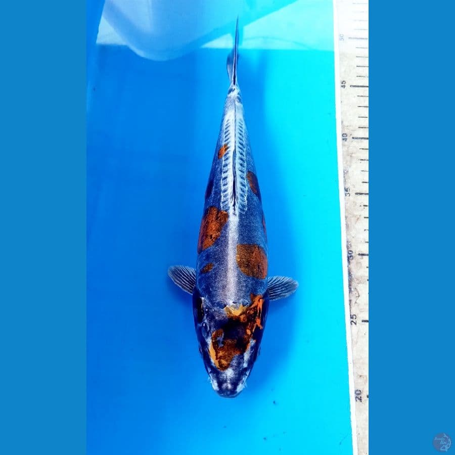 Kiko 28cm