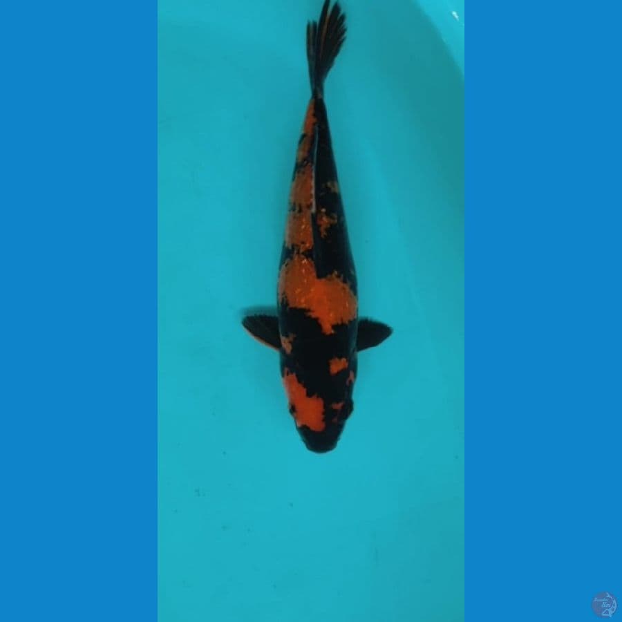 HI-UTSURI GINRIN 29CM FEMALE