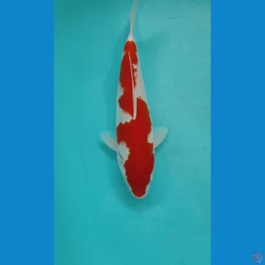 KOHAKU INAZUMA 30CM FEMALE