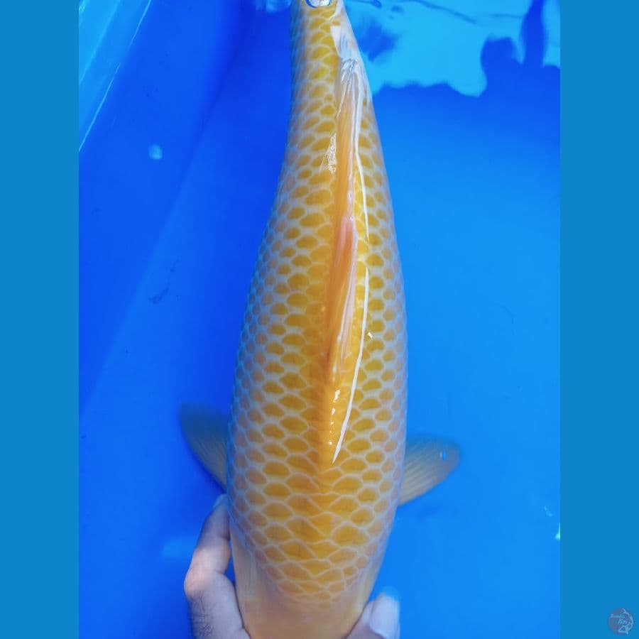 karasi jagung manis.44 cm
