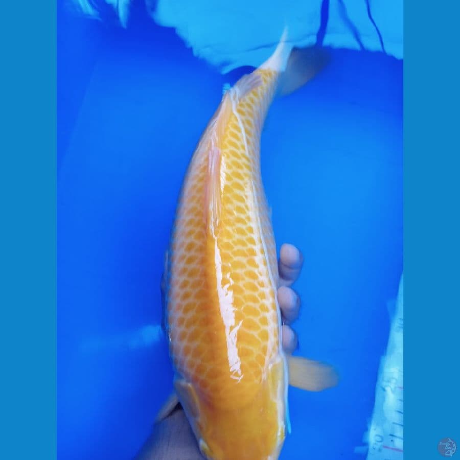 karasi jagung manis.44 cm