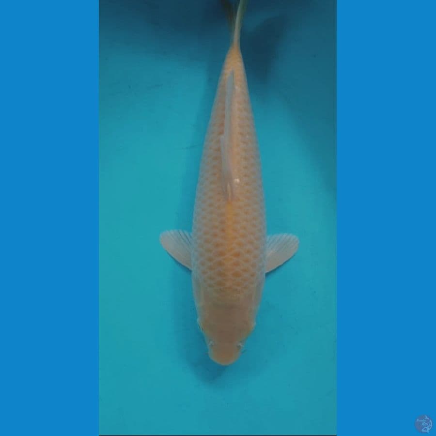 KARASI CORN 34CM MALE