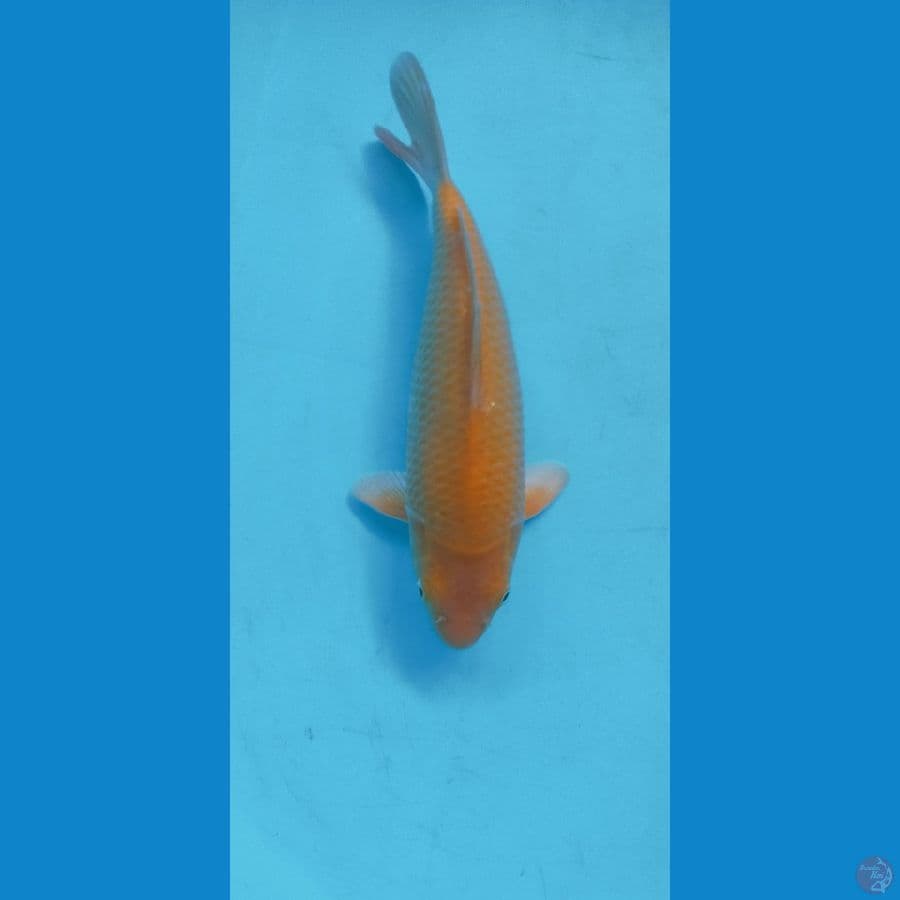 KARASI CORN 29CM MALE