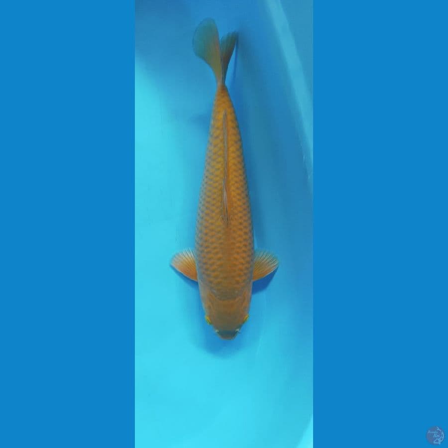 CAGOI 35CM MALE