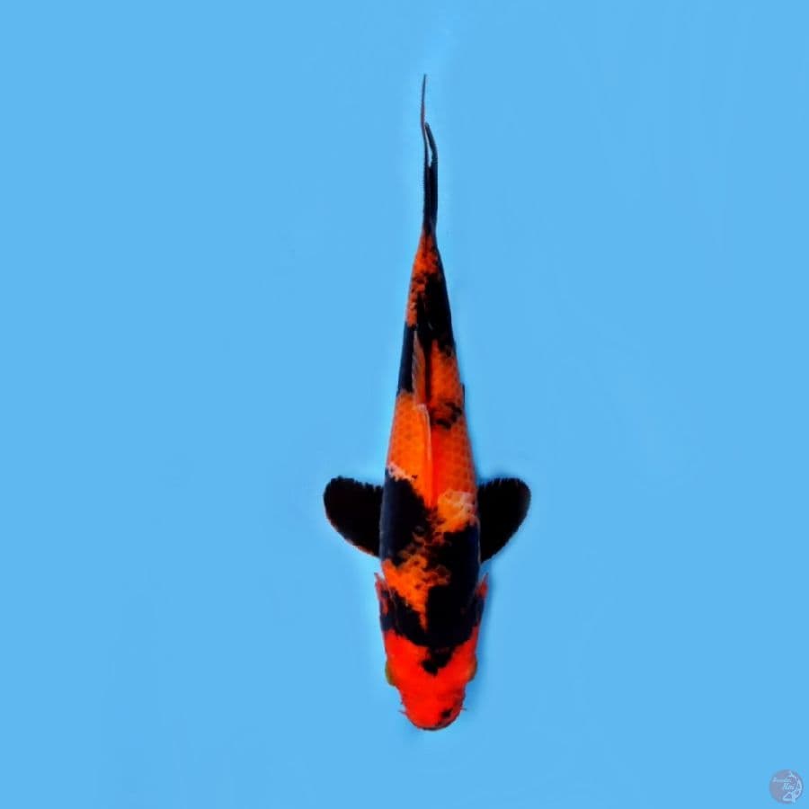 hiutsuri tembus 20 cm