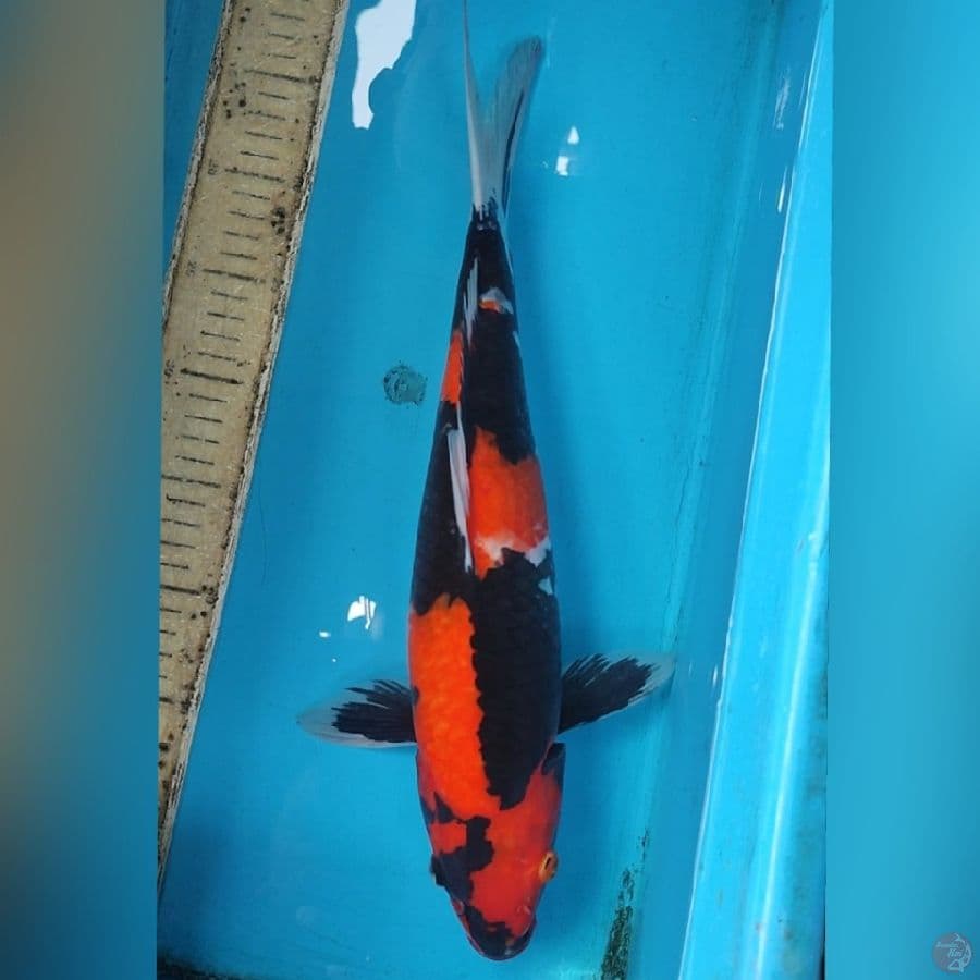 SHOWA 42CM