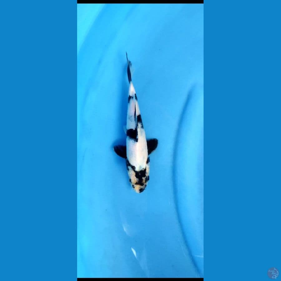 siro skin halus 23 cm 