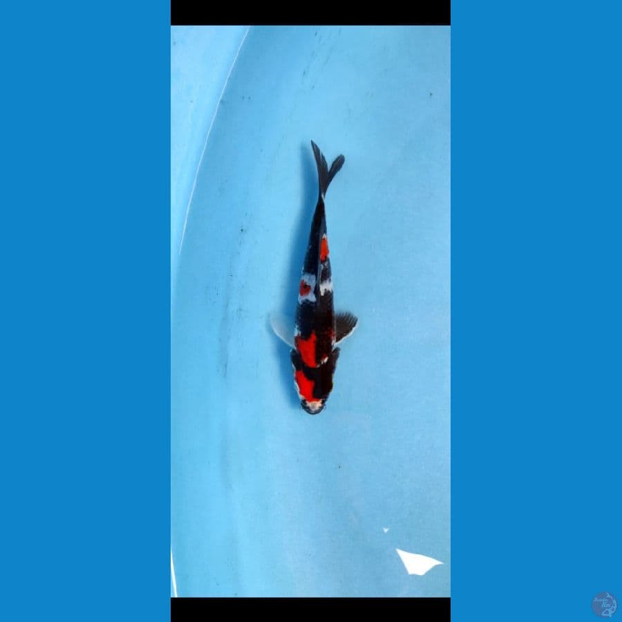 kindai showa 17 cm