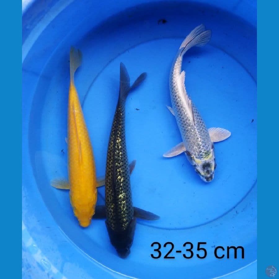mix ogon 32-35 cm