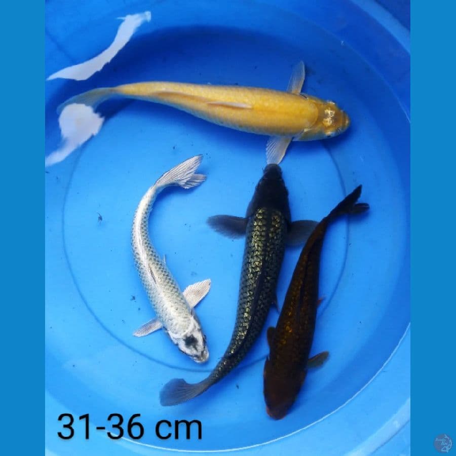 paket ogon 4 ekor 31-36 cm