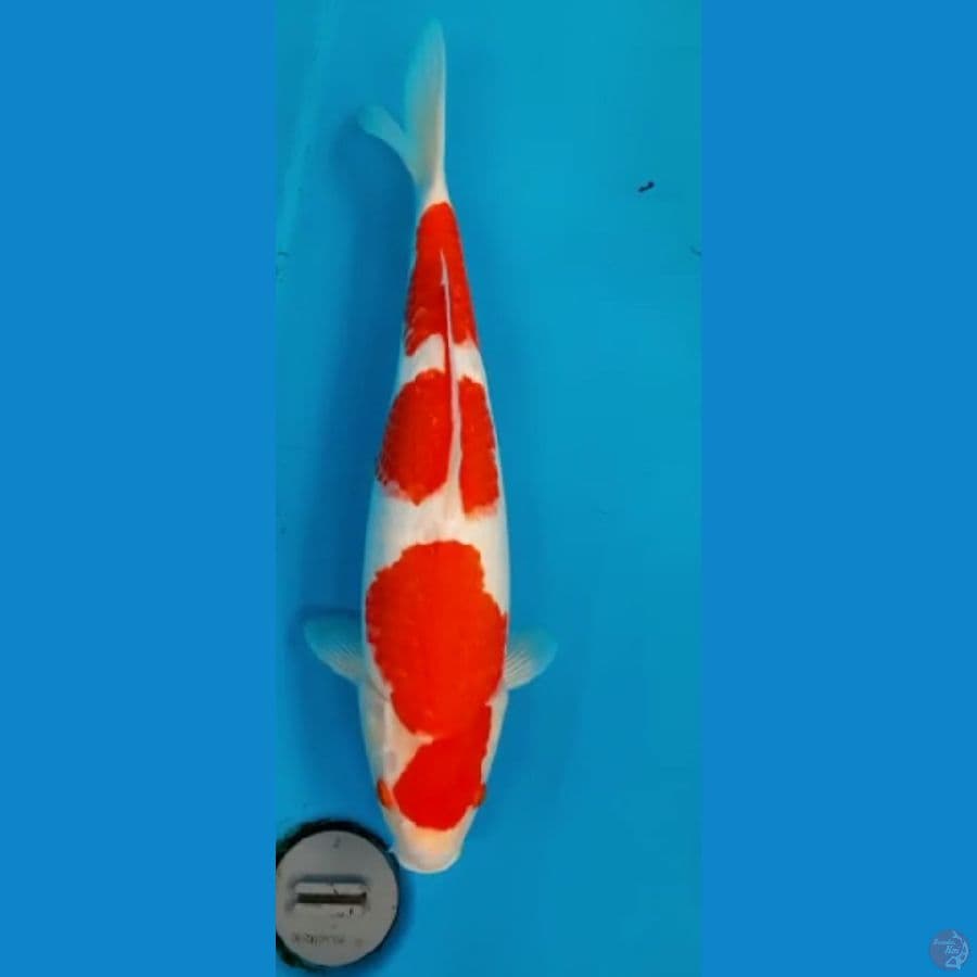 kohaku