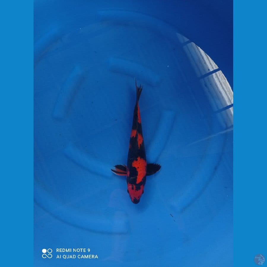 utsuri 32cm
