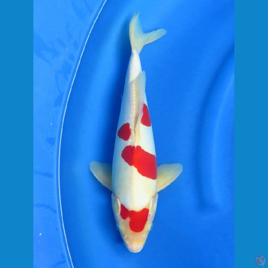 Doitsu murni kohaku , 35cm