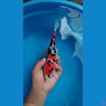 Showa 25 cm