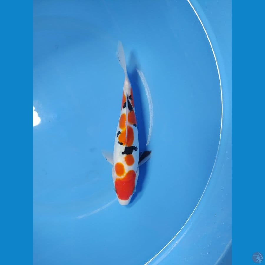SANKE DOITSU | 21 CM