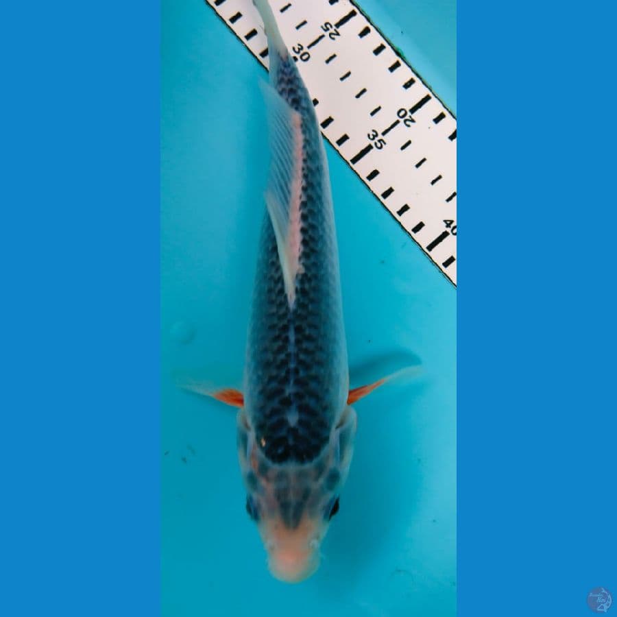asagi 25cm