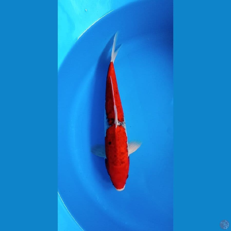 GOShIKI 36CM