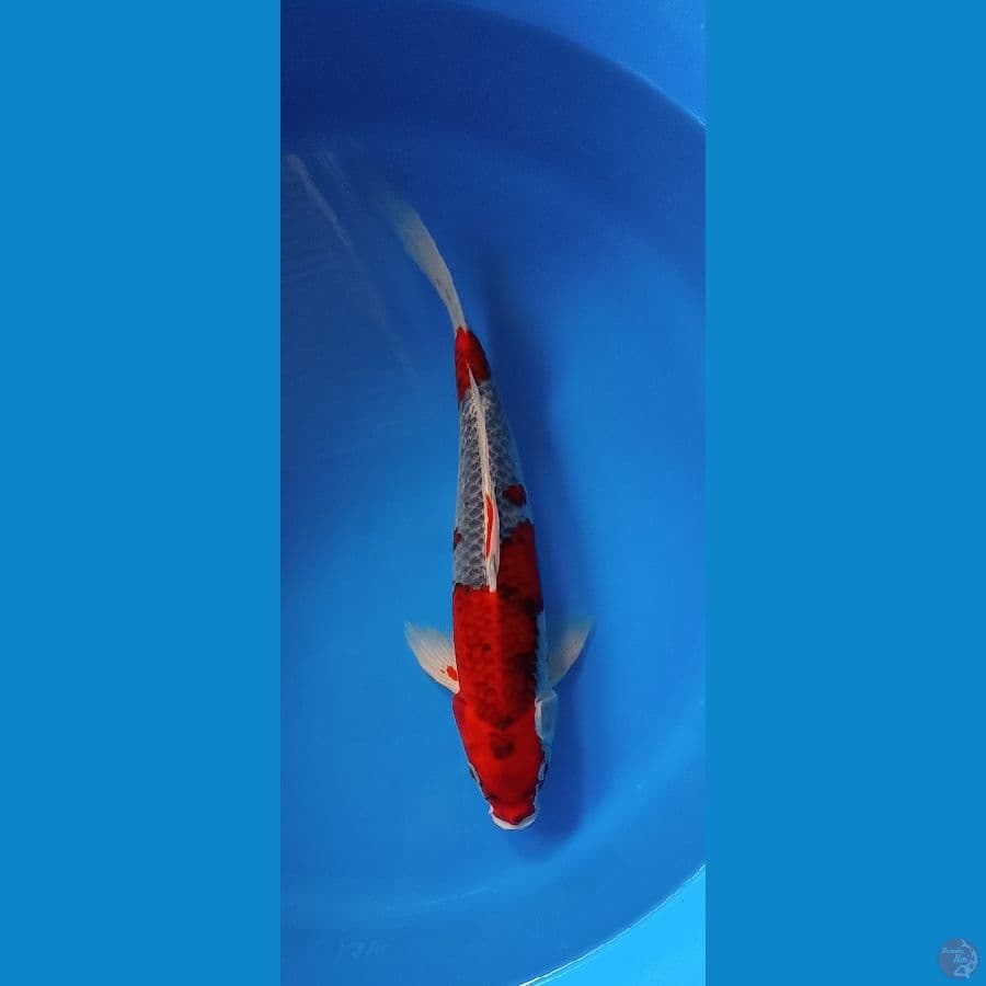 GOSHIKI38CM