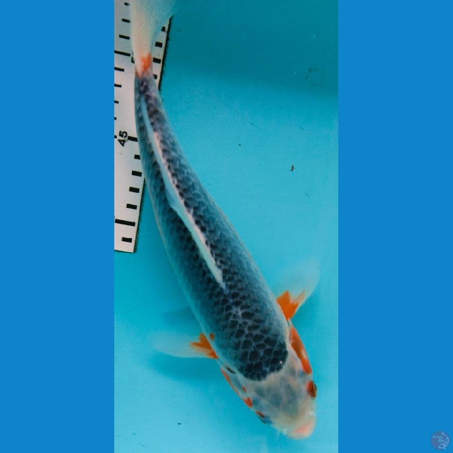 assgi 28cm