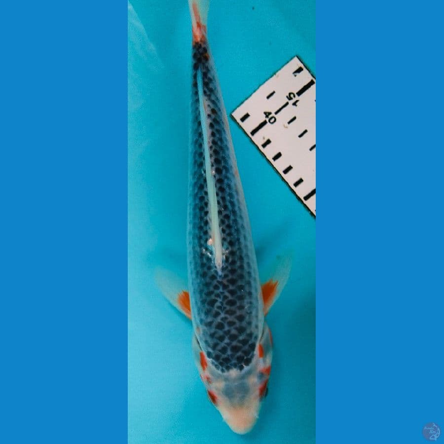 asagi 26cm