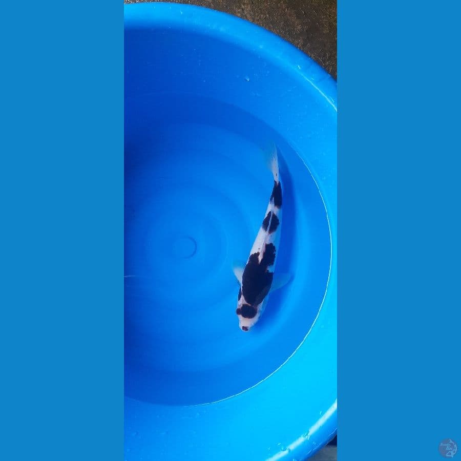 goromo bb3 /31cm