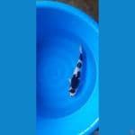 goromo bb3 /31cm