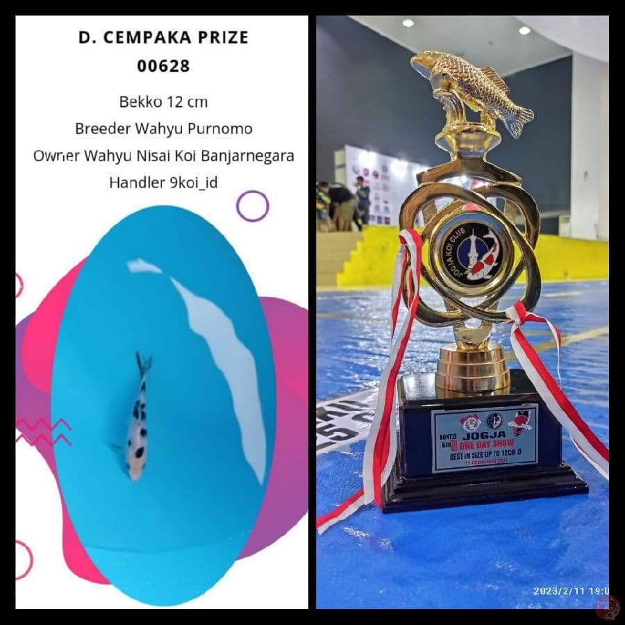 Beko 12 cm campaka prize