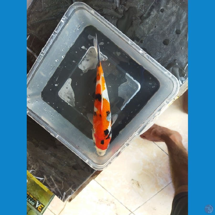 showa inazuma 21 cm