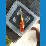 showa inazuma 21 cm
