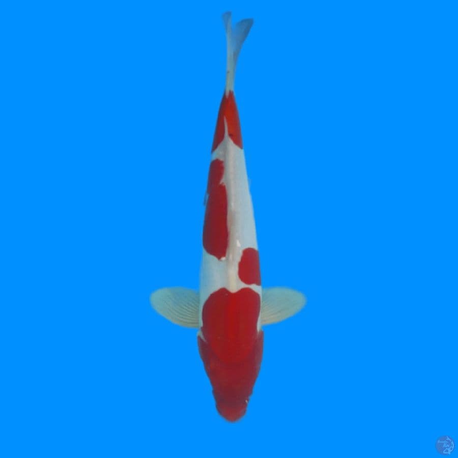 original kohaku doitsu m33cm