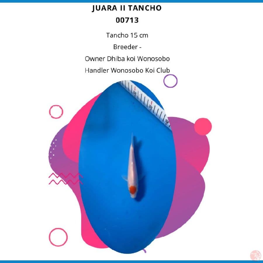 tancho 15cm juara II