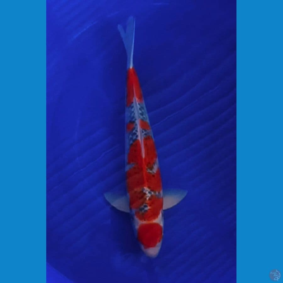 gosiki 54 cm jantan