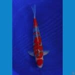 gosiki 54 cm jantan