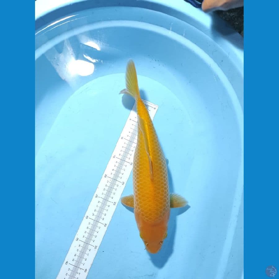 karasi cron 40 cm