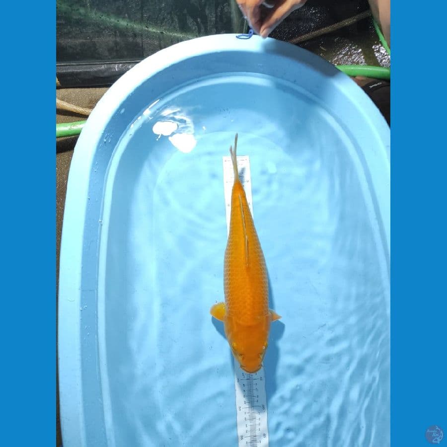 karasi manggo 40 cm